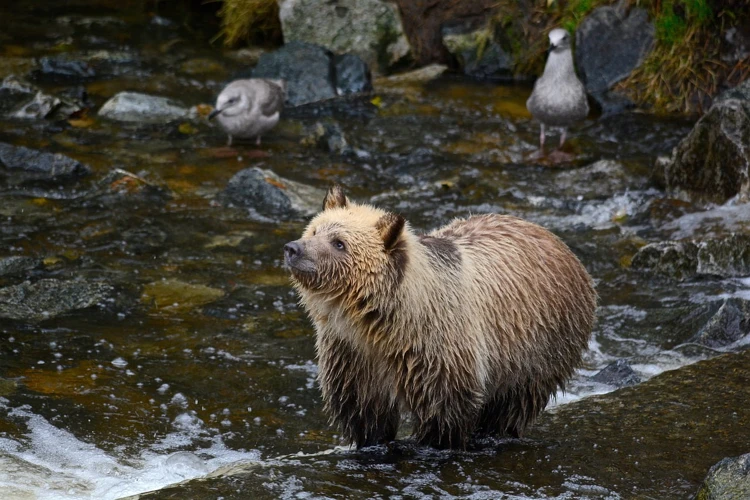 Alte Interpretari Ale Viselor Cu Animale Salbatice