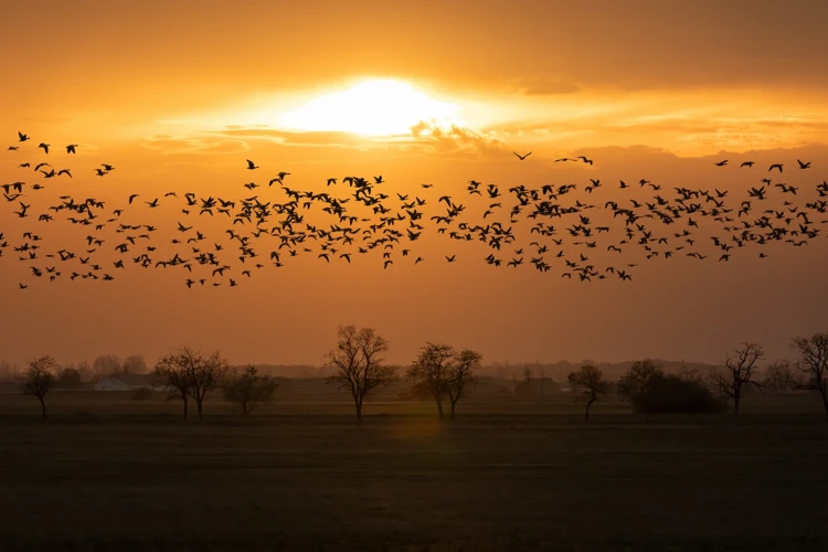 Ce Înseamnă Visele Despre Zborul Păsărilor?