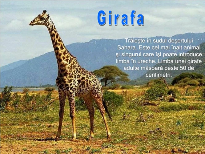 Ce Înseamnă Visul Cu O Girafă În Captivitate