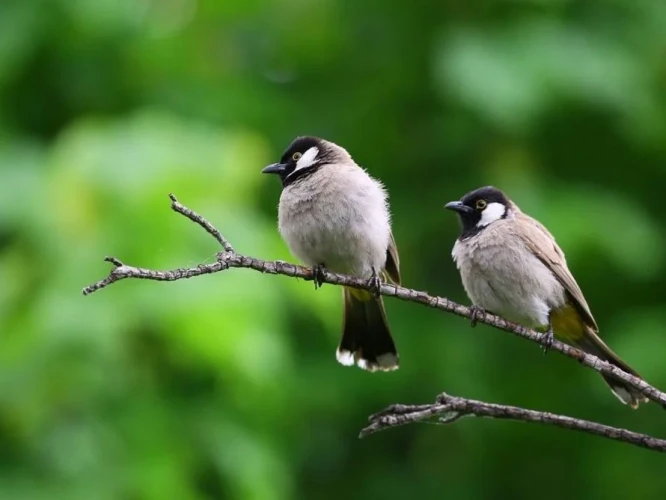 Ce Semnifică Păsările Exotice În Vise?