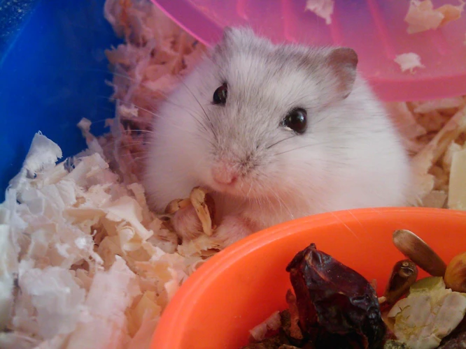 Hamsteri