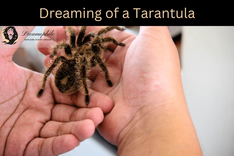 1. Semnificația Viselor Cu Tarantula