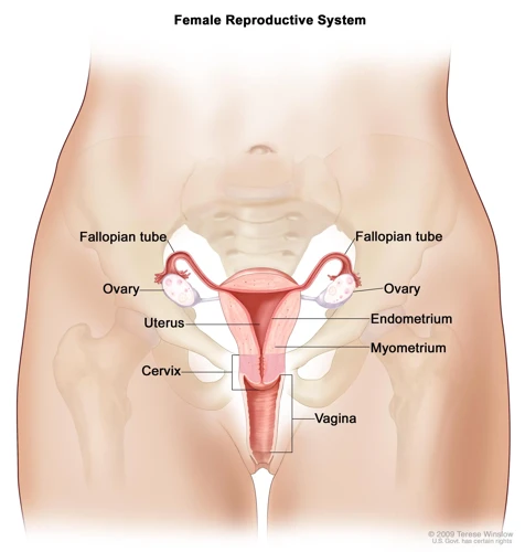 Visul Despre Organele Sexuale Feminine