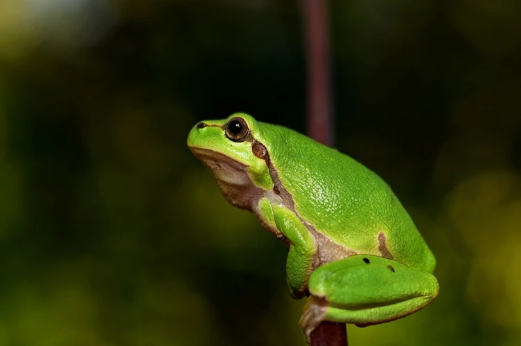 Cum Funcționează Metoda Eficientă A Cocii?