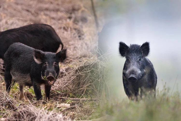 Interpretarea Viselor Cu Porci