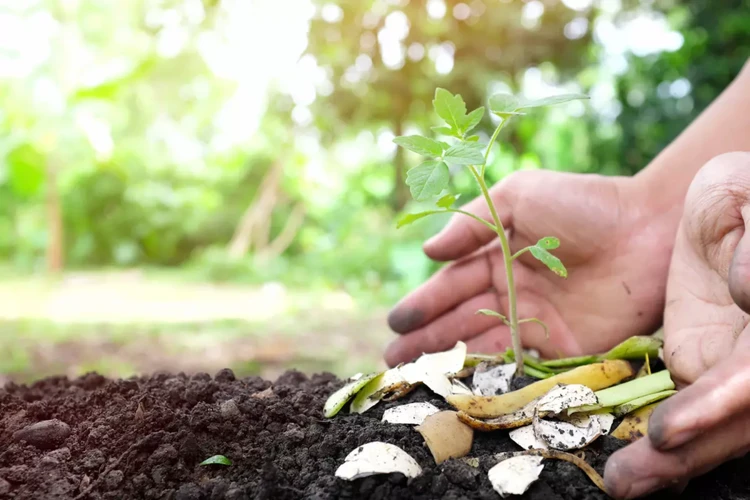 Legume În Funcție De Plantare Și Semnificațiile Lor