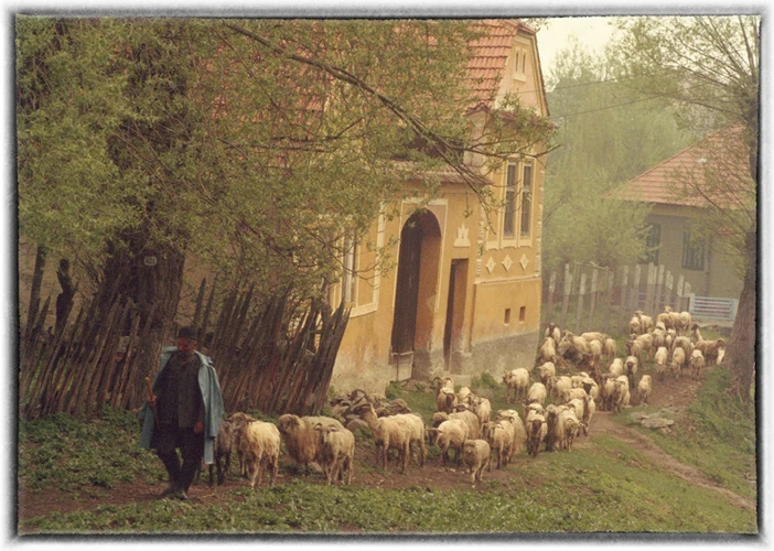 Simbolistica Mieilor În Cultura Și Tradiția Populară