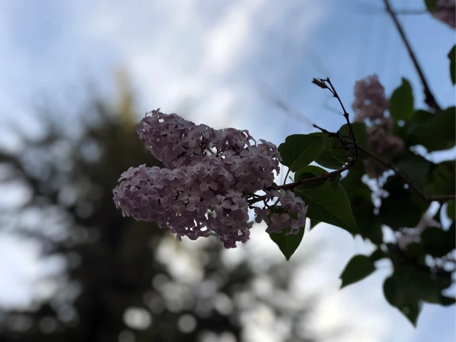 Simbolismul Florii De Liliac În Vise